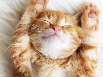 無料ダウンロード かわいい 子猫 子猫 壁紙 無料 239941