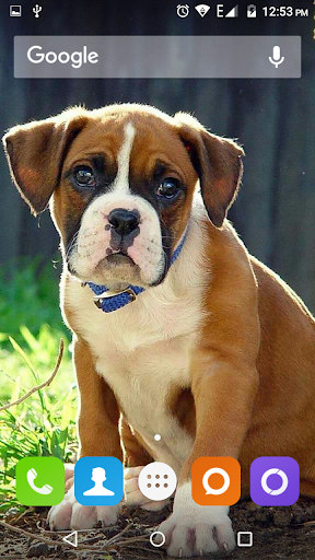 Boxer Dog Wallpapers Hd