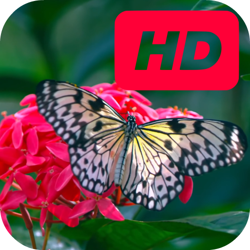 Butterfly On Flower Live Wallp