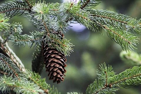 PINE TREE Wallpaper
