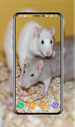 Hamster Wallpaper Screen 3