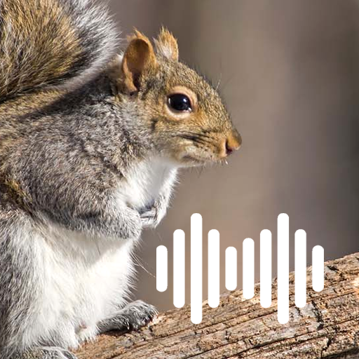 Squirrel hunting calls Download on Windows