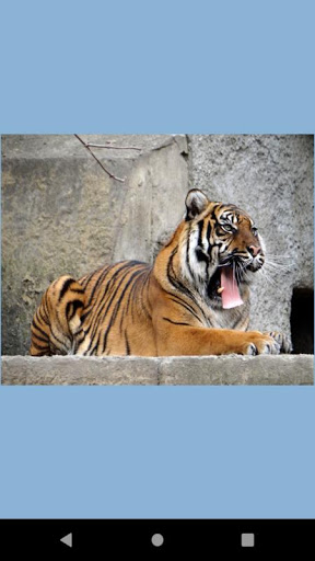 Tiger photo wallpaper Screen 2