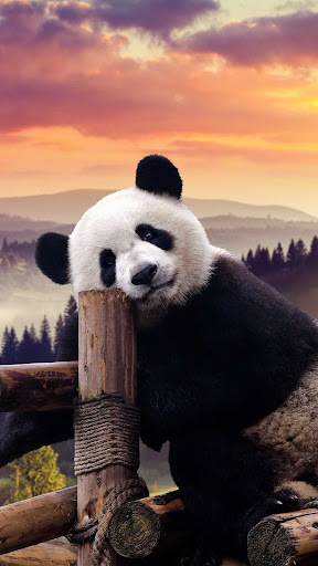 Android application Panda Wallpapers screenshort