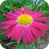 Daisies Wallpapers icon