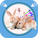 Cover Image of Descargar Rabbit and Bunny Sounds  APK