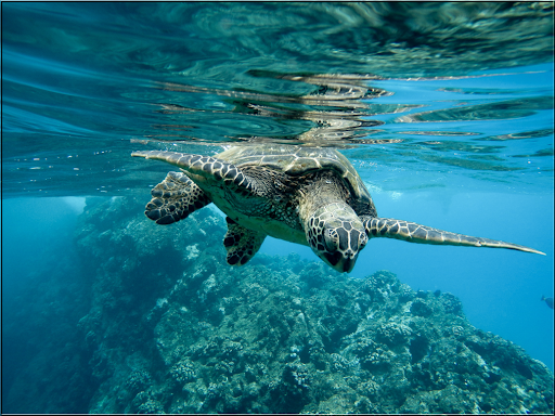 Android application Jigsaw Puzzles Sea screenshort