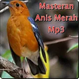 Masteran Anis Merah Mp3 icon