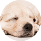 Dog Music (Relax) icon