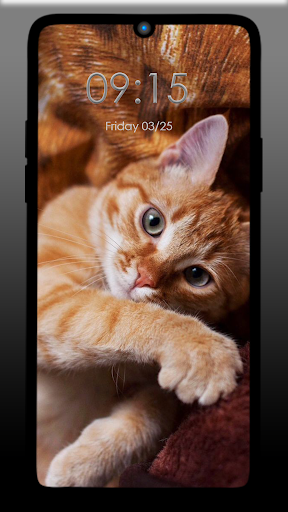 Cat Wallpaper Cute 4k Screen 3