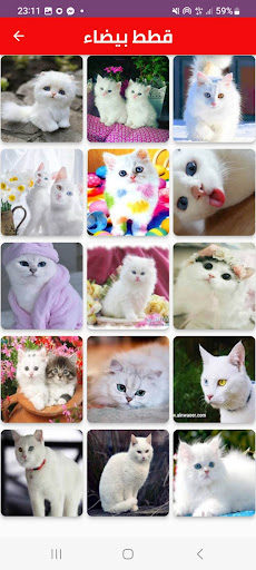cat picture Screen 2