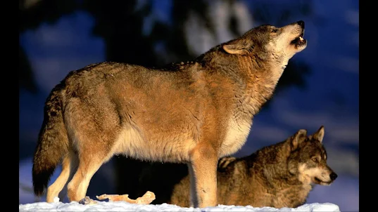 Wolves. Nature Wallpapers