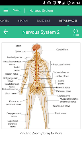 Nervous System Reference Guide