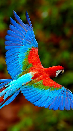 Bird Live Wallpaper Screen 3