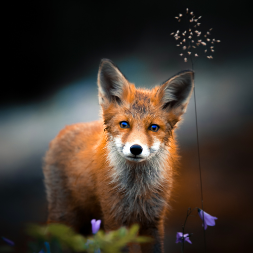Fox Wallpapers - Apps On Google Play