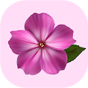 Colorful Flower on Screen icon