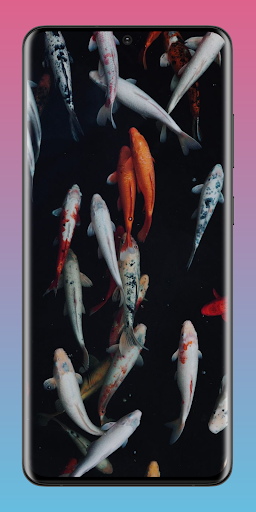 Koi Fish Pond Wallpaper HD 4K Screen 3