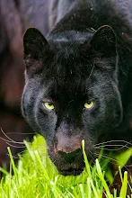 Black Panther 3d Live Wallpaper Image Num 78