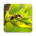 Cover Image of ダウンロード Ant Wallpaper HD 1.0 APK