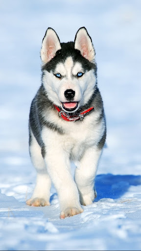 Android application Husky Dog Live Wallpaper 4K screenshort