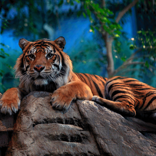 The Tiger Logo