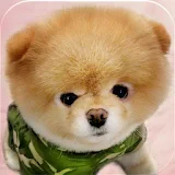 Cute Animals Pictures icon