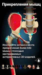 Anatomy Learning - 3D анатомия
