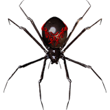 Spider Widget icon