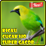 Kicau Cucak Ijo Super Gacor icon