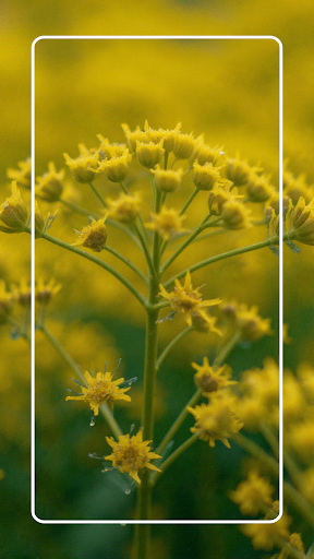 Golden Rod Flower Wallpaper