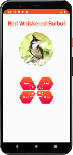 Red Whiskered Bulbul Sounds Screen 2