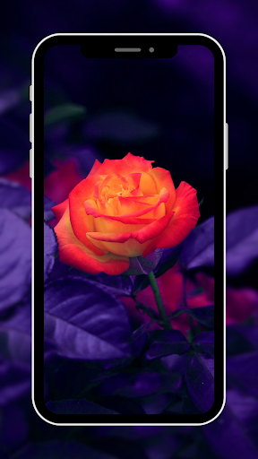 Flower Wallpaper Screen 2