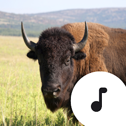 Icon image Buffalo & Bison Sounds