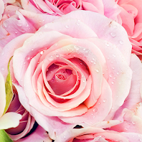 Розовые Розы Живые Обои