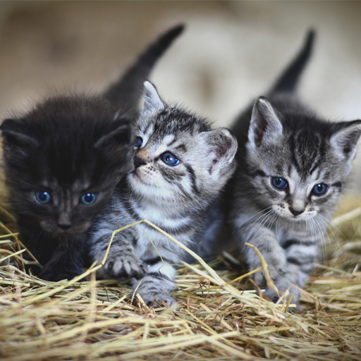 Cat Pet logo