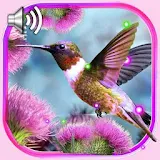 Colibri Songs LWP icon