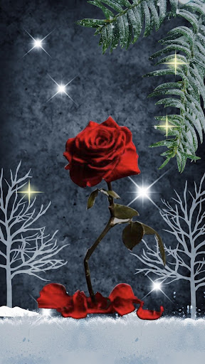 Red Rose Heart APUS Live Wallp