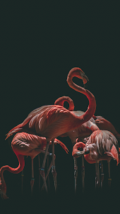 Flamingo Wallpapers