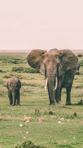 Android application african elephant wallpaper screenshort