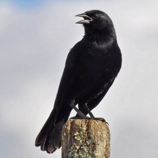 Som do Pássaro Preto logo