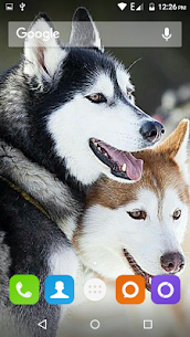 Siberian Husky Dog Wallpapers Mod Apk 2
