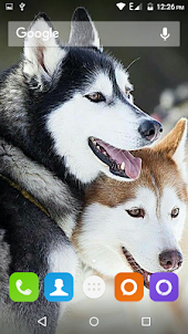 Siberian Husky Dog Wallpapers
