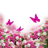 Spring Flowers Wallpapers icon