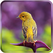 Bird Wallpapers HD  Icon