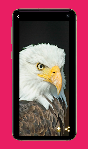 Bird Wallpaper And Backgrounds Screen 2