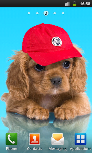 Sweet dog, puppy, dress up