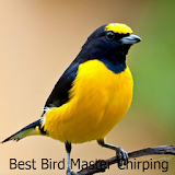 Best Bird Master Chirping icon