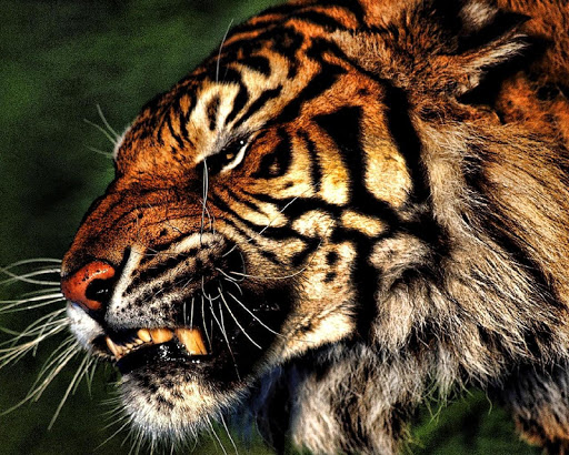 3D Wild Animals Live New Wallp Screenshot 4 - AppWisp.com
