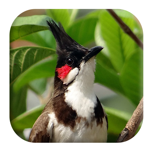 Red-whiskered Bulbul Sounds logo