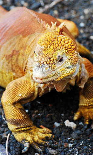 Lizard HD Wallpapers Screenshot 2 - AppWisp.com